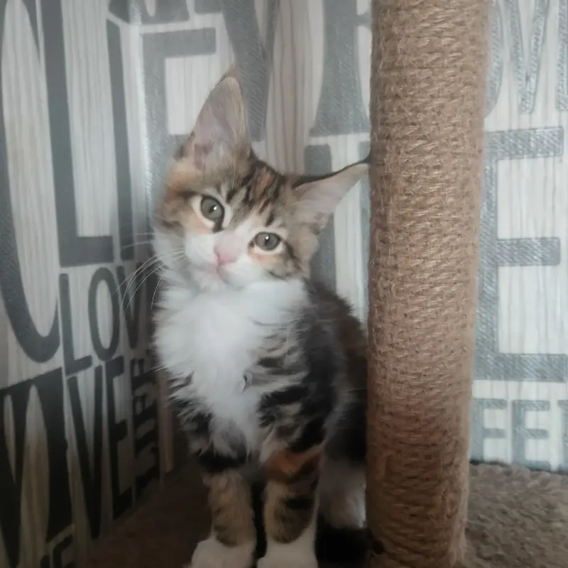 Кошечки Мейн-Кун