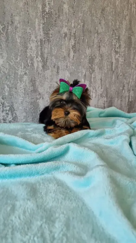 Щенки Йорка и бивер Йорка доставка рб