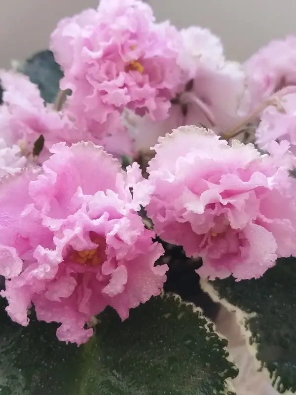 Саженцы, рассада - Фиалки - Вся Беларусь - Фото 6 Фиалки - Вся Беларусь - 240762 - Доска объявлений Kupika.by - Фото 6