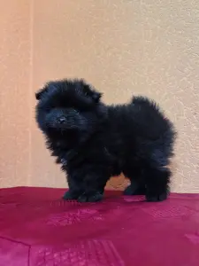 Померанский шпиц.