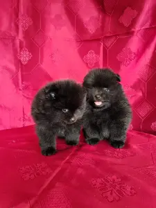 Мальчики померанского шпица.