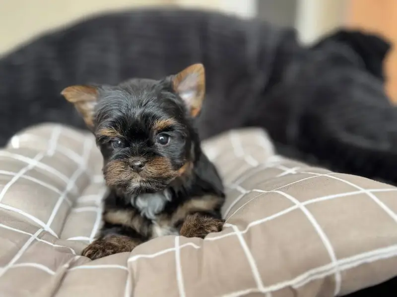 Мини щенки йорка и бивер-йорк доставка