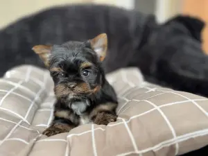 Мини щенки йорка и бивер-йорк доставка