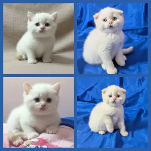 Шотландские котята.