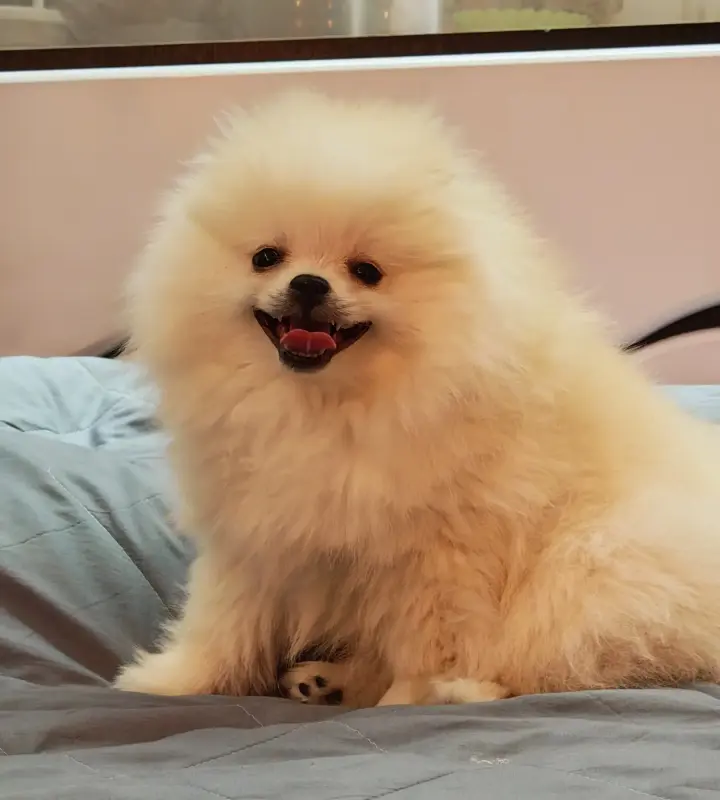 Щенок шпица - Вся Беларусь - 241242 - Доска объявлений Kupika.by - Фото 3