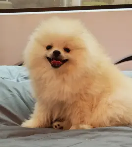 Щенок шпица