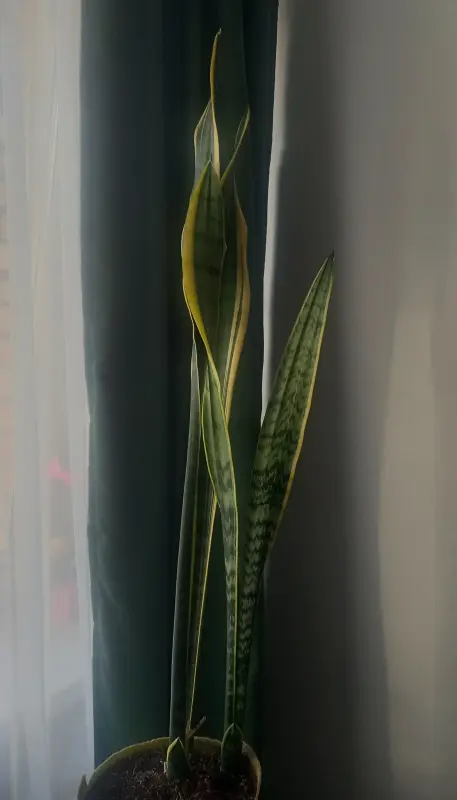 Комнатные растения Сансевиерия