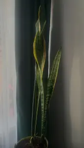 Комнатные растения Сансевиерия