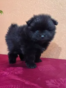 Щенок померанского шпица