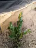 Самшит 10-12 см ростки саженцы рассада - Вся Беларусь - 241224 - Доска объявлений Kupika.by