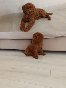 Щенки той-пуделя