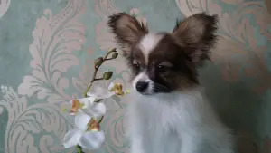 Щенки папильона