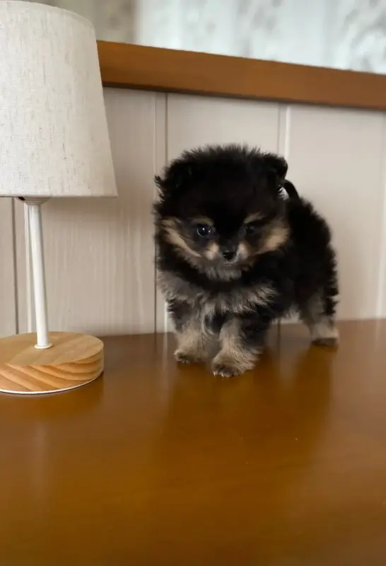 Померанский шпиц