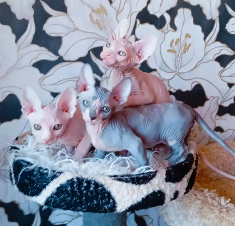 Канадский сфинкс