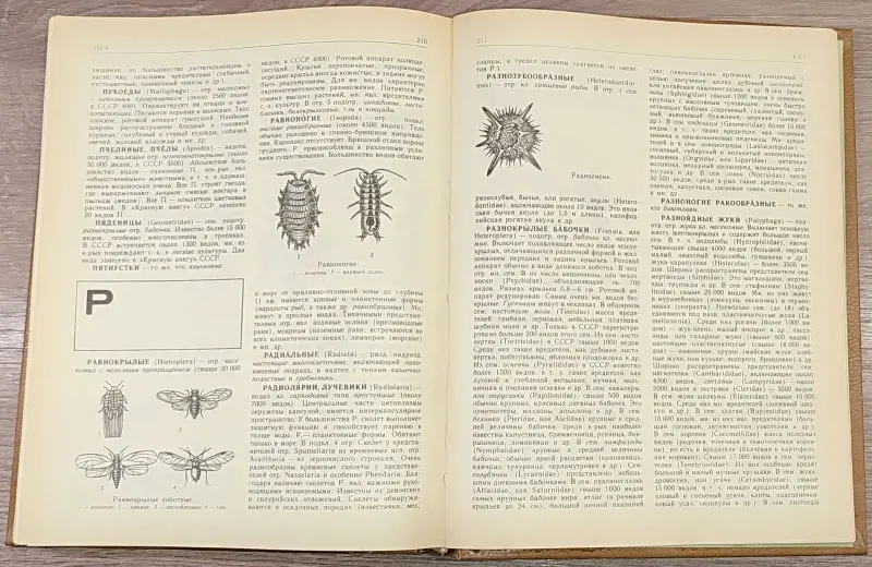 Александр Крапивный, Всеволод Радкевич, Нина Тихонова - Краткий зоологический словарь - Вся Беларусь - 241187 - Доска объявлений Kupika.by - Фото 7