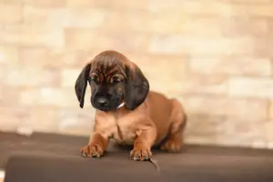 Щенки баварской горной гончей