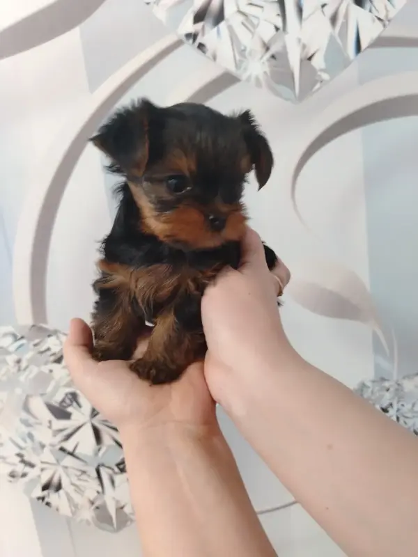 Йорк - Вся Беларусь - 239511 - Доска объявлений Kupika.by - Фото 2