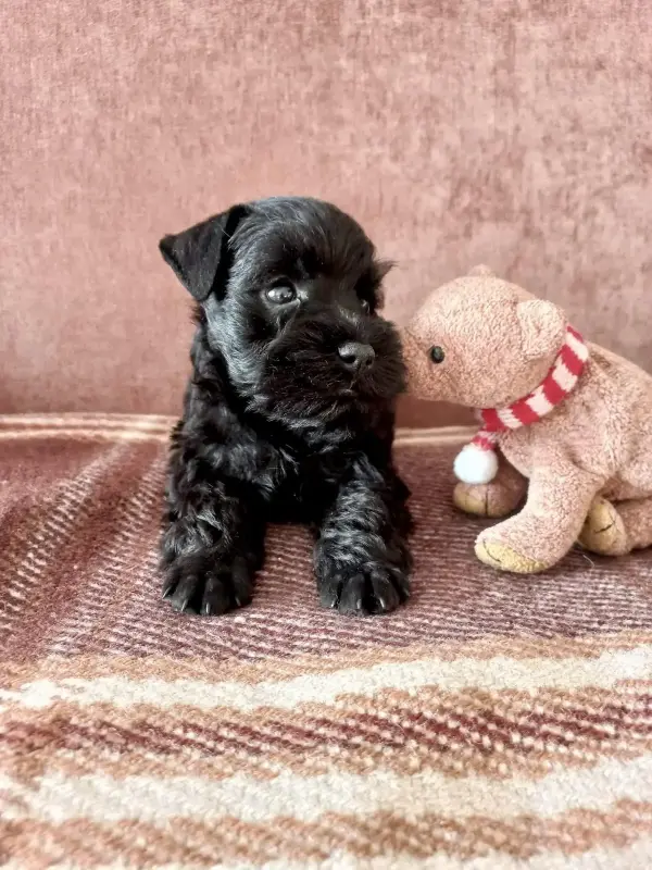 Собаки - Щенок цвергшнауцера черного окраса - Вся Беларусь - Фото 2 Щенок цвергшнауцера черного окраса - Вся Беларусь - 240187 - Доска объявлений Kupika.by - Фото 2