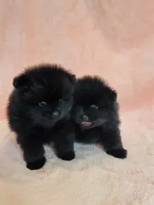 Мальчик померанского шпица