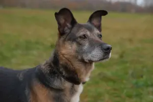 Спокойная интеллигентная собака Кира в дар