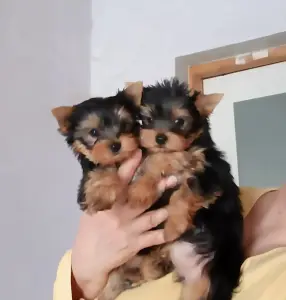 Йоркширский терьер