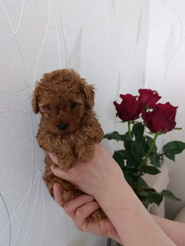 Собаки - Щенки той-пудель - Вся Беларусь - Фото 3 Щенки той-пудель - Вся Беларусь - 241965 - Доска объявлений Kupika.by - Фото 3