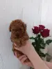 Собаки - Щенки той-пудель - Вся Беларусь - Фото 3 Щенки той-пудель - Вся Беларусь - 241965 - Доска объявлений Kupika.by - Фото 3