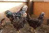 Куры , фазаны , цесарки и др. птица - Вся Беларусь - 240498 - Доска объявлений Kupika.by - Фото 4