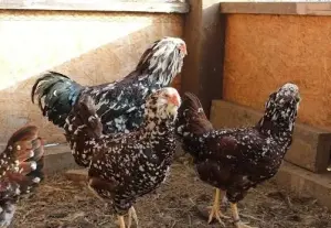 Куры , фазаны , цесарки и др. птица