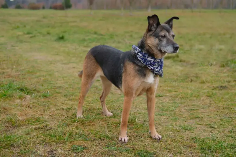 Спокойная интеллигентная собака Кира в дар - Вся Беларусь - 239055 - Доска объявлений Kupika.by - Фото 4