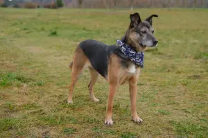 Спокойная интеллигентная собака Кира в дар