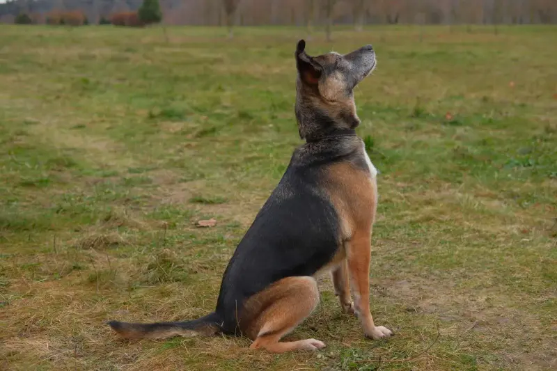 Спокойная интеллигентная собака Кира в дар - Вся Беларусь - 239055 - Доска объявлений Kupika.by - Фото 9