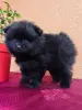Собаки - Мальчик померанский шпиц. - Вся Беларусь - Фото 2 Мальчик померанский шпиц. - Вся Беларусь - 241449 - Доска объявлений Kupika.by - Фото 2