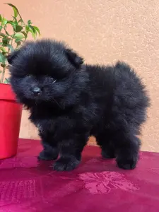 Мальчик померанский шпиц.