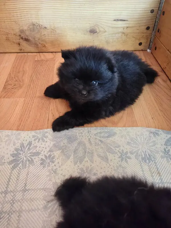 Мальчики черного померанского шпица - Вся Беларусь - 241099 - Доска объявлений Kupika.by - Фото 3