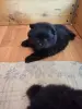 Мальчики черного померанского шпица - Вся Беларусь - 241099 - Доска объявлений Kupika.by - Фото 3
