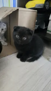 Шотландские котята