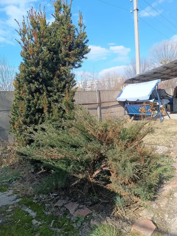 Можжевельник 10-12 см ростки саженцы рассада - Вся Беларусь - 241421 - Доска объявлений Kupika.by - Фото 5