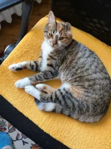 Кошка Лада ищет дом! В дар! Хотят выкинуть. Сос!