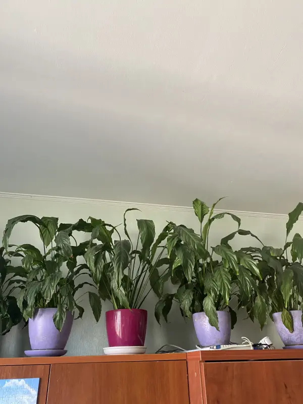 Спацифиллум