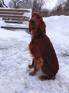 Подрощенный мальчик ирландского сеттера