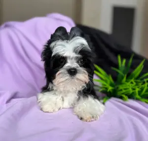 Мальчик бивер-йорк доставка