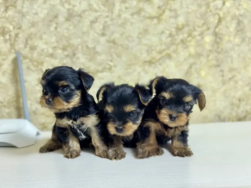 Щенки Йоркширского терьер