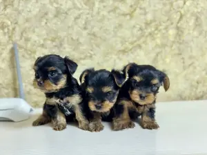 Щенки Йоркширского терьер