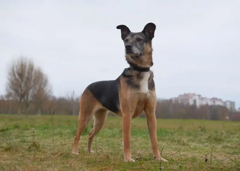 Спокойная интеллигентная собака Кира в дар - Вся Беларусь - 239055 - Доска объявлений Kupika.by - Фото 10