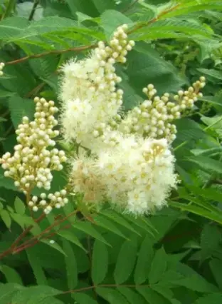 Цветы, рассада перца, кустарники - Вся Беларусь - 241440 - Доска объявлений Kupika.by - Фото 10