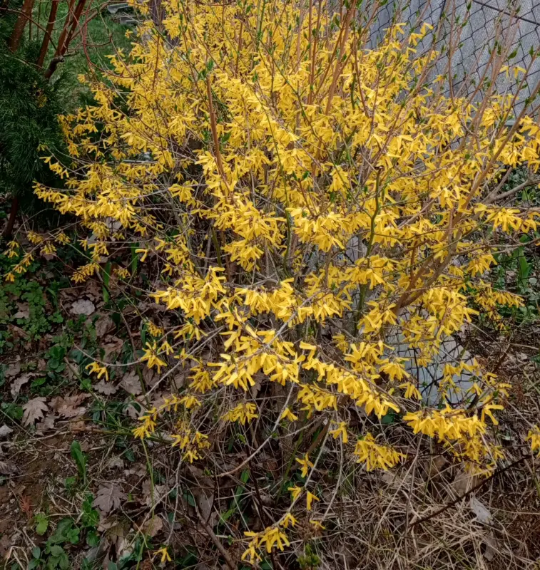 Цветы, рассада перца, кустарники - Вся Беларусь - 241440 - Доска объявлений Kupika.by - Фото 9