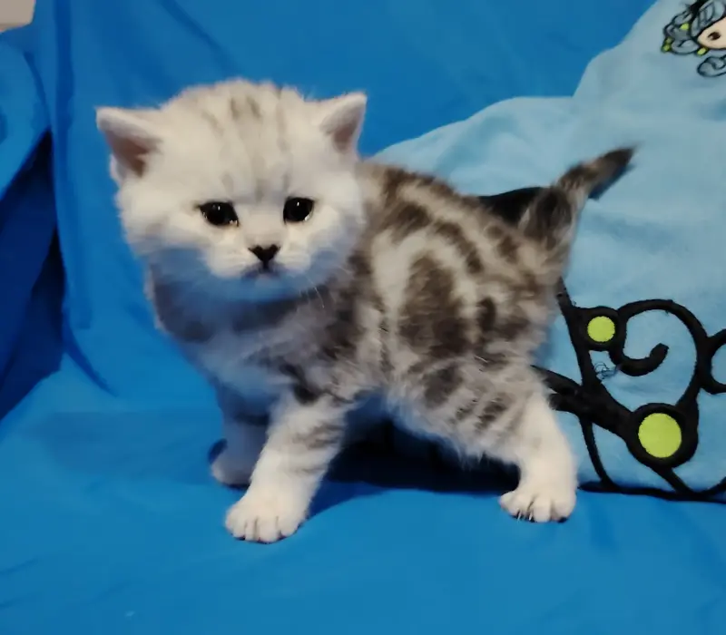 Кошечка котенок. - Вся Беларусь - 241276 - Доска объявлений Kupika.by - Фото 2