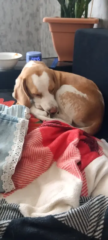 Собака в дар