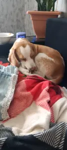 Собака в дар